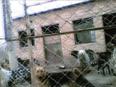 北京黑窝点现场宰杀宠物犬 名犬肉被低价甩卖