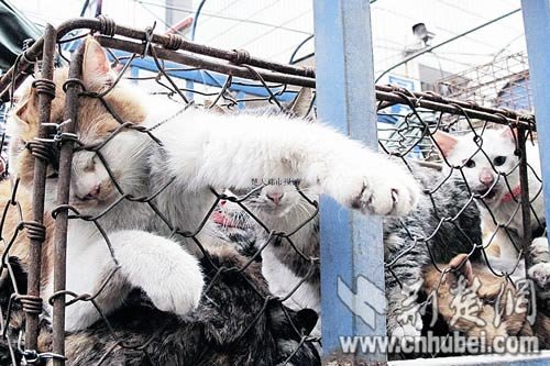 图为:被关在笼子里的猫