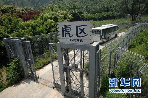 一辆大巴车经过虎区第一道大门后、大门并未立即关闭(6月14日)。 新华社记者 丁海涛 摄