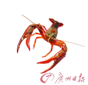 南京食龙虾致多人发病事件 洗虾粉或系强酸