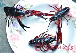 南京食龙虾致多人发病事件 洗虾粉或系强酸