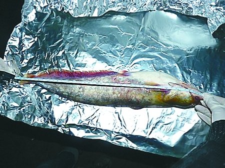 长江鱼被指含环境激素 专家称不足以危害健康