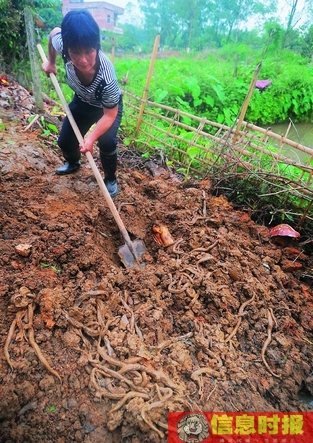 村妇女主任查环查孕遭堂叔放蛇报复