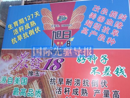 山西部分地区大老鼠绝迹被指与转基因玉米有关
