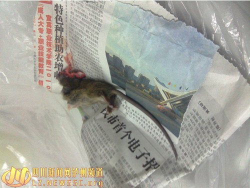 医院老鼠成灾 病人被咬医生不做消毒处理(图)