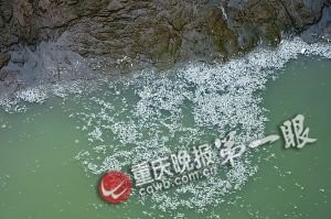 工厂排污染黑10公里河水 毒死入江口大片江鱼