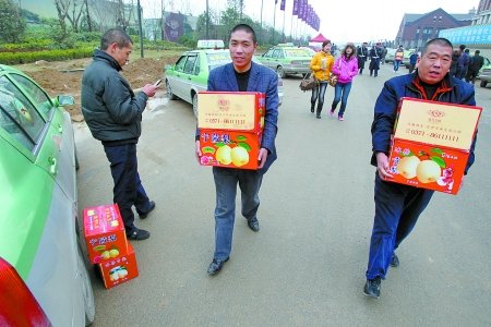 房产公司采购10万斤酥梨 免费发给的哥的姐